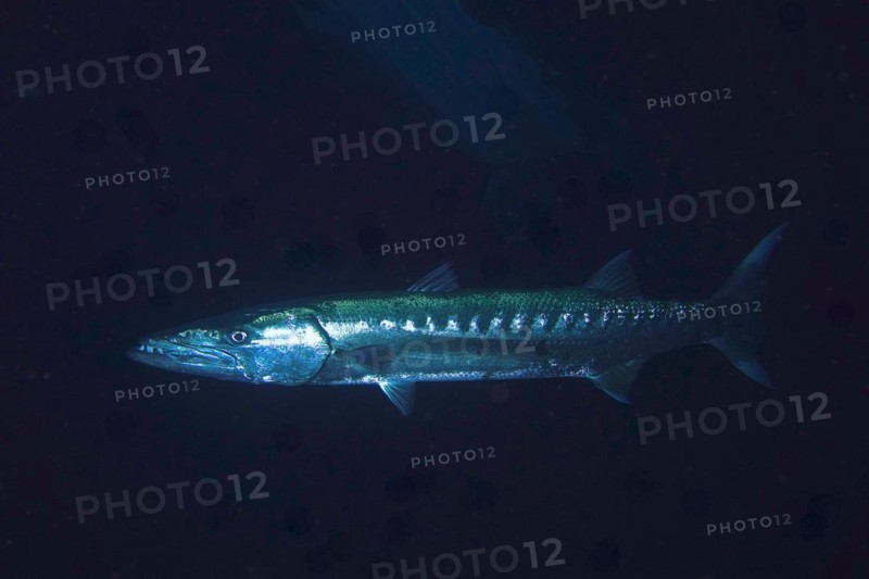 Great barracuda