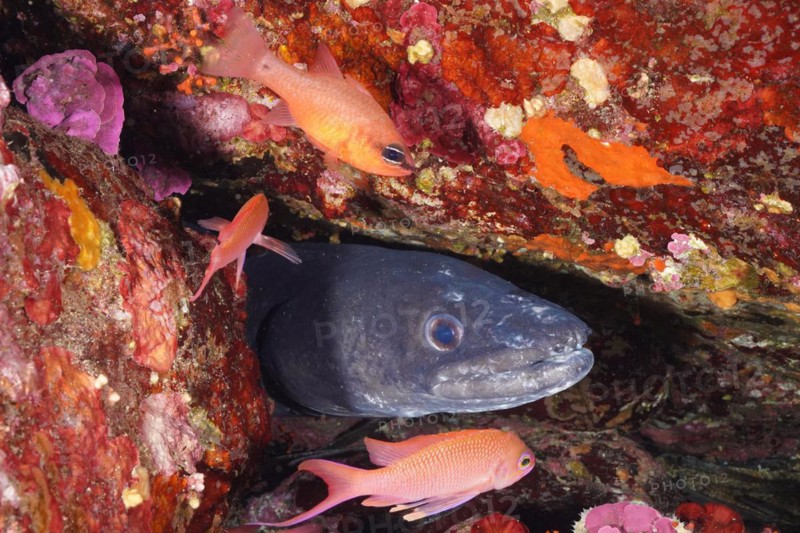 Conger