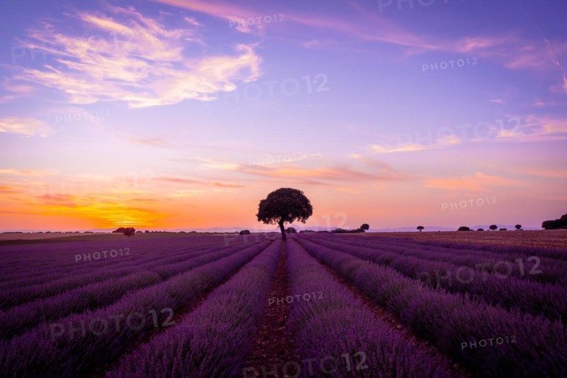 Sunset in a lavender field in summer