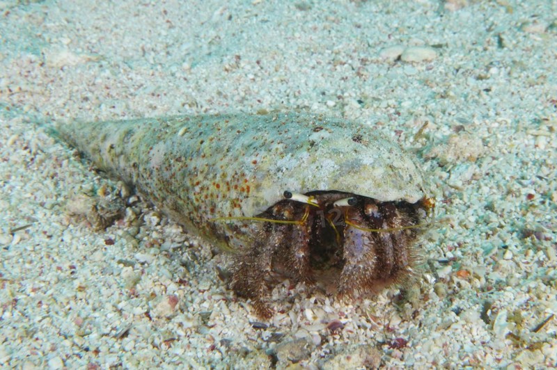 Hairy red hermit crab