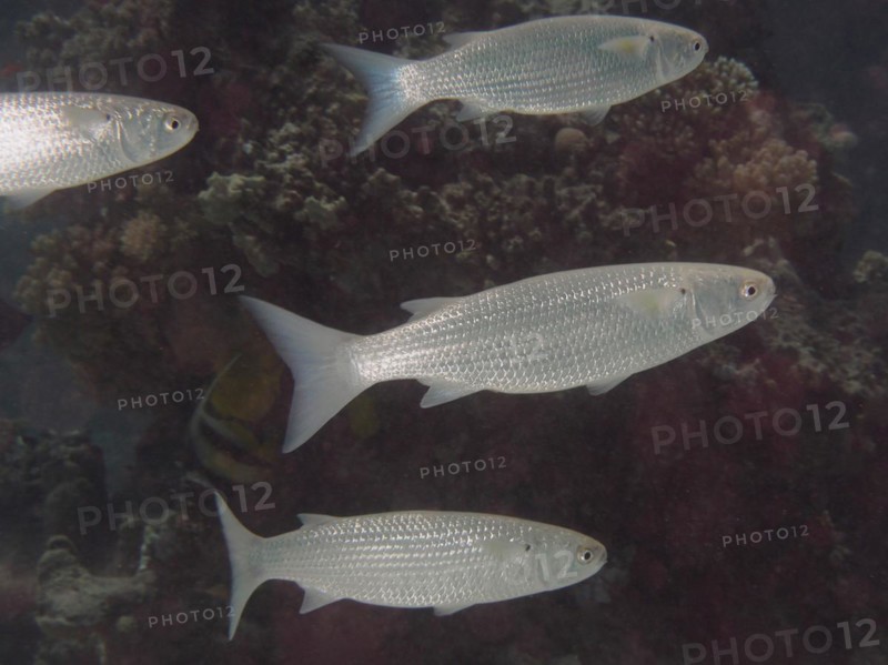 Group of bluntmouth mullet