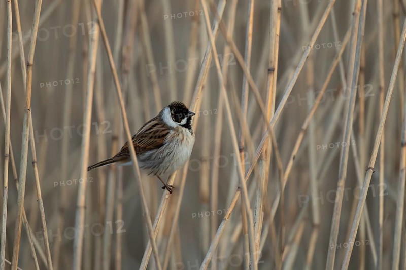 Reed bunting