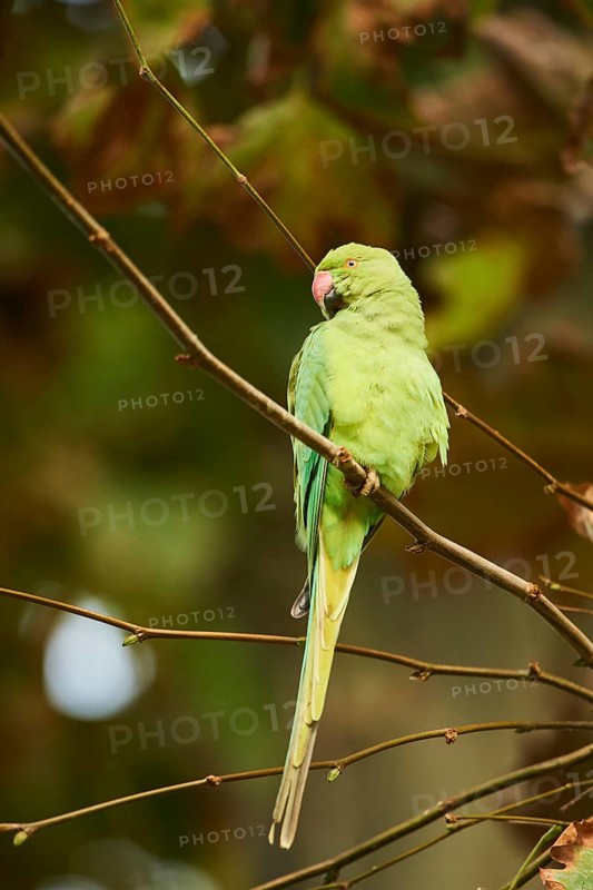 Monk parakeet