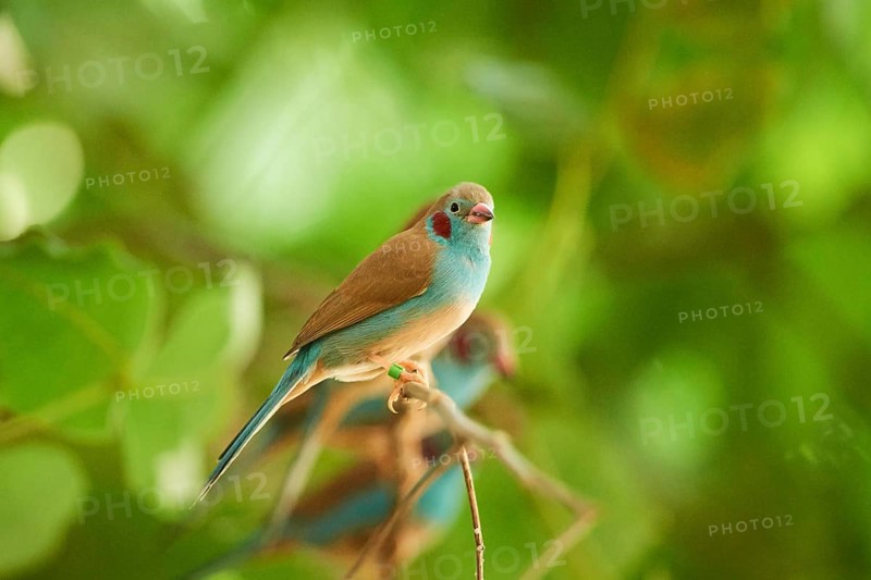 Red-cheeked cordonbleu