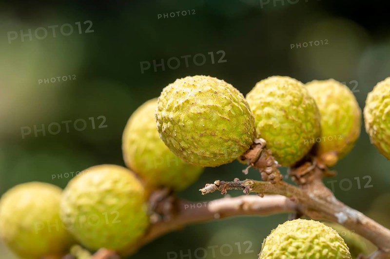 Longan