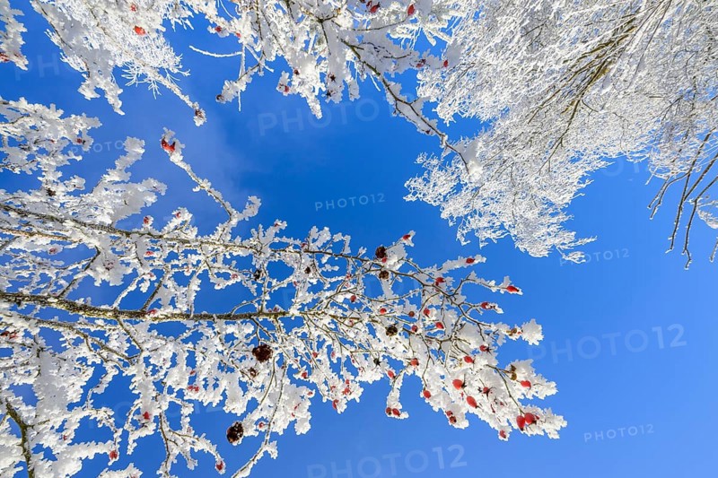 Rosehips