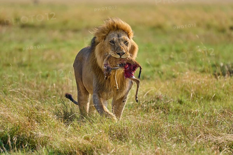African lion