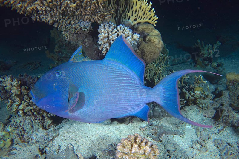 Blue triggerfish