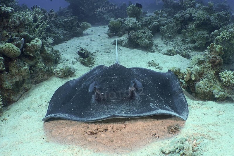 Blackspotted stingray