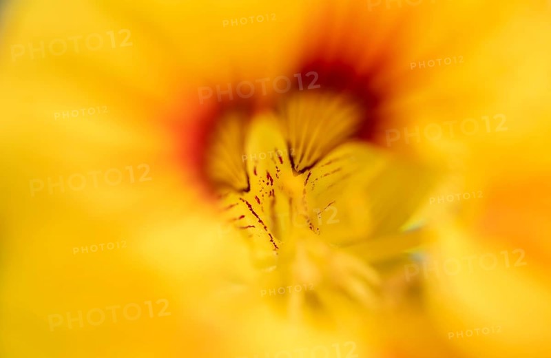 Yellow flower