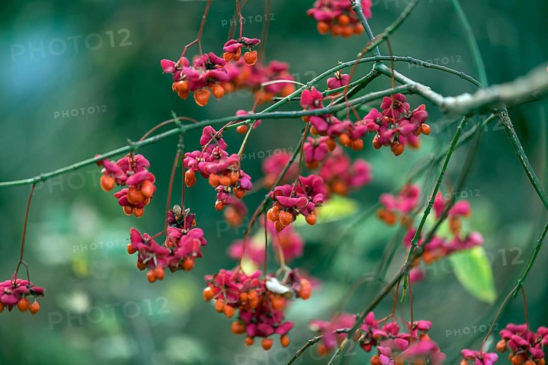 Fruits of the common spindle bush. european spindle