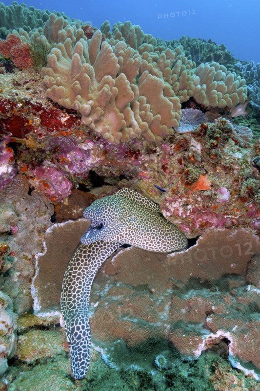 Laced moray