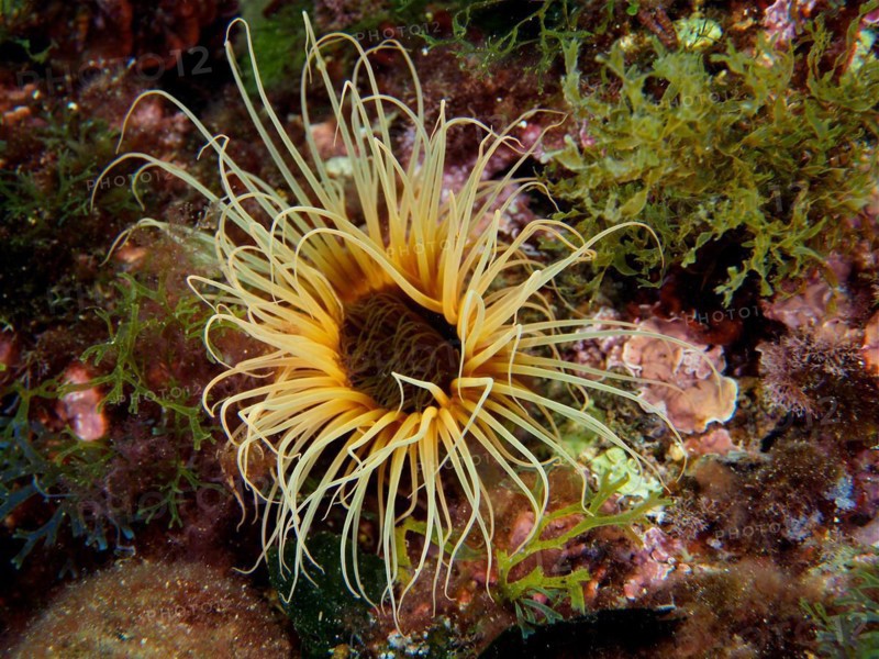 Yellow coloured tube anemone