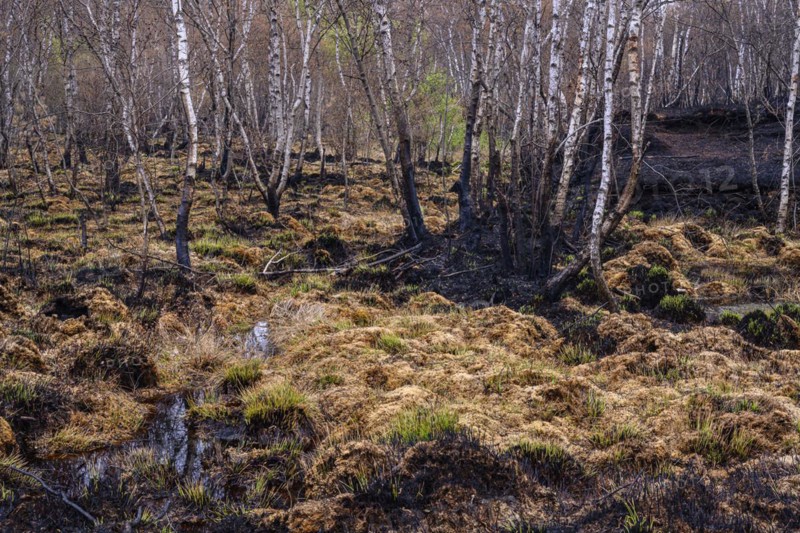 Moor fire