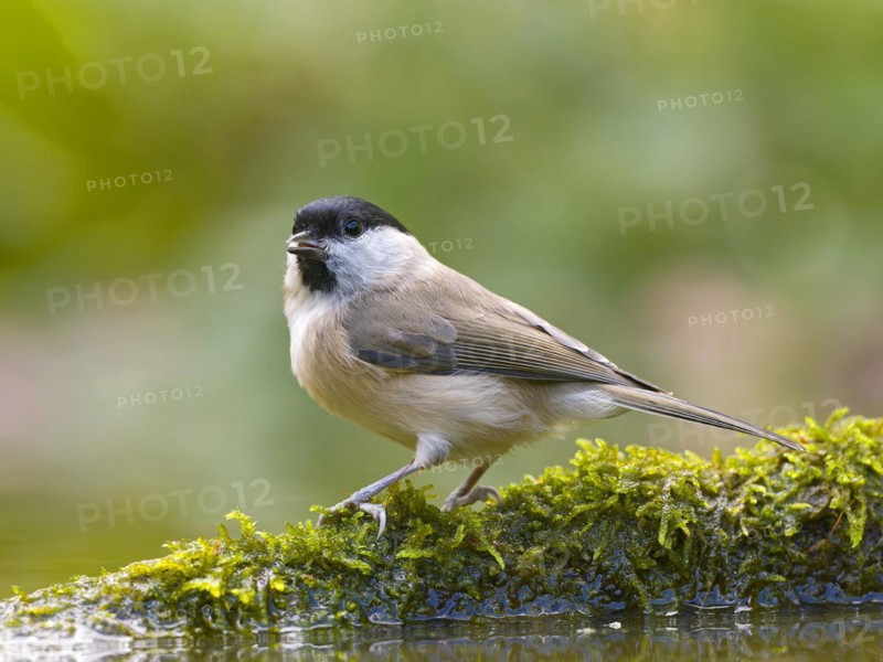 Marsh Tit