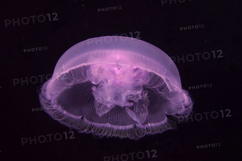 Common jellyfish