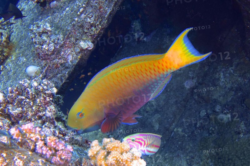 Green-rumped parrotfish