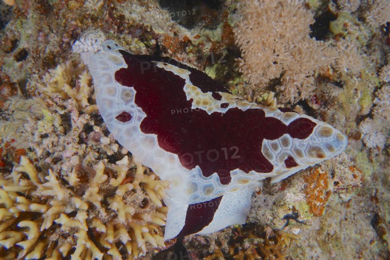 Sofa cushion snail