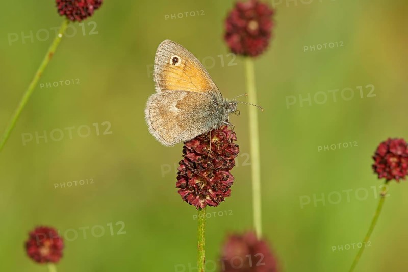 Small heath