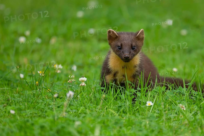 Pine marten