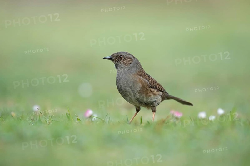 Dunnock or Hedge sparrow