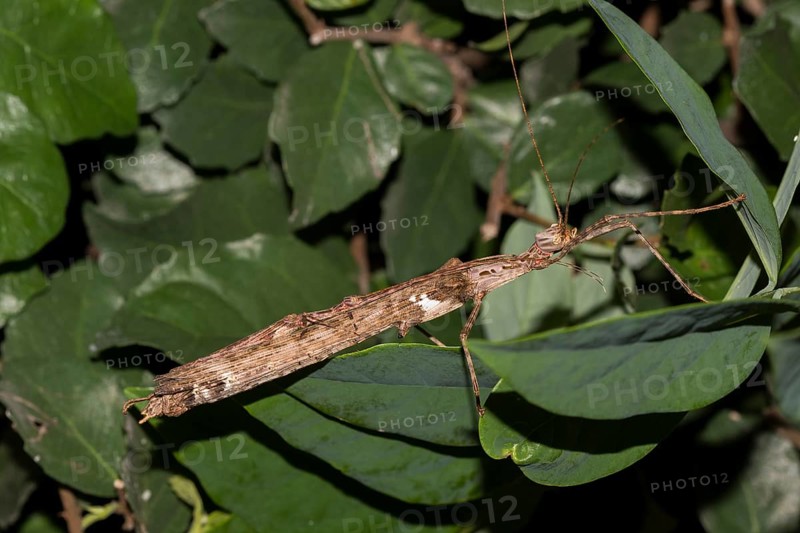 Ghost insect