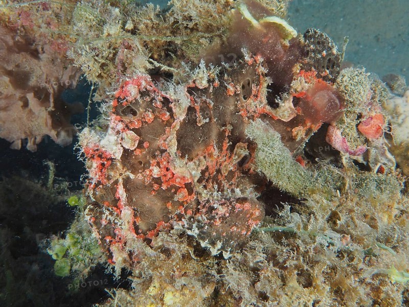 Well camouflaged Giant Frogfish