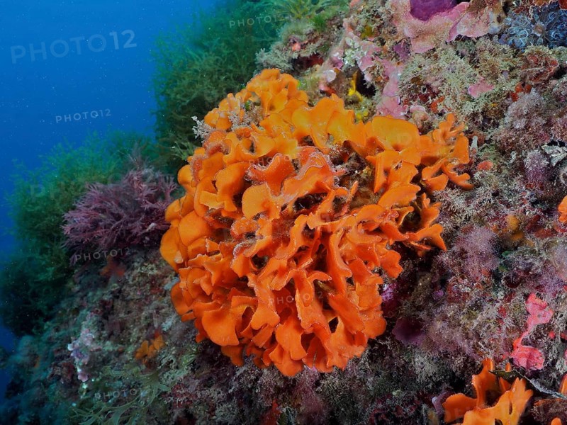 Orange spiny sponge