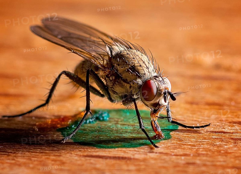 Macro shot of a house fly licking a drop of paint