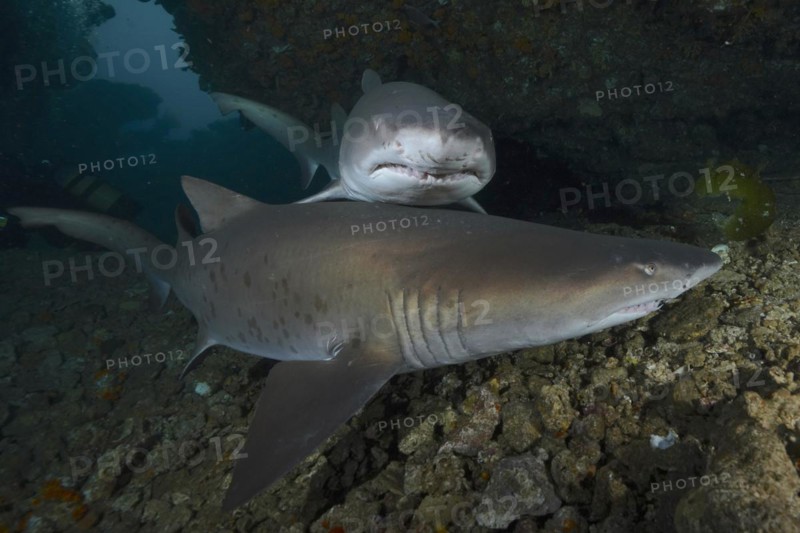 Two sand tiger sharks