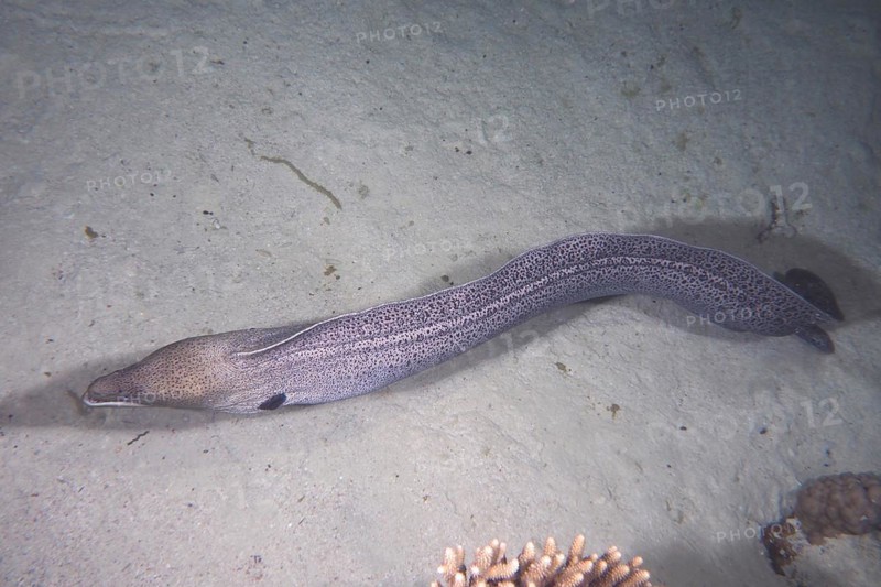 Free swimming giant moray