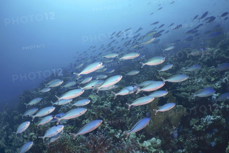 A large school of Red Sea fusilier fish Suez fusilier
