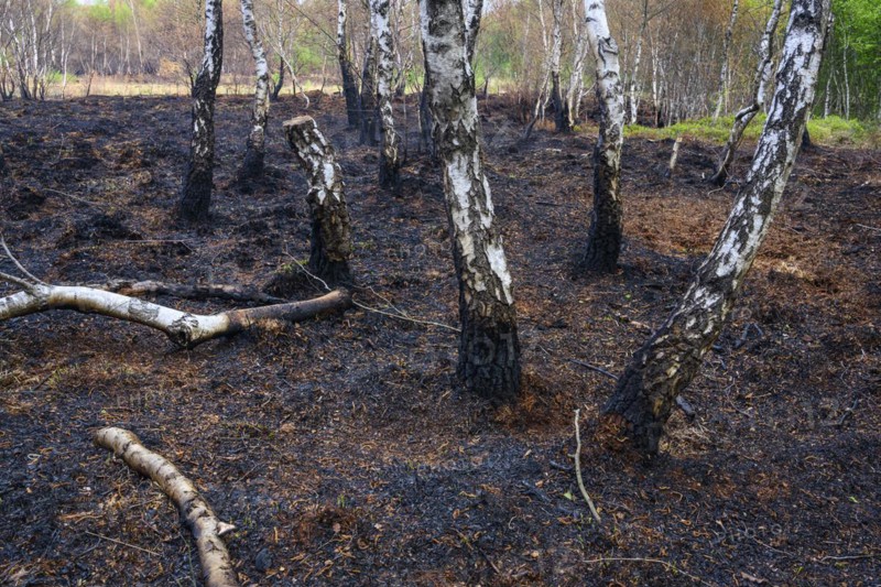 Moor fire