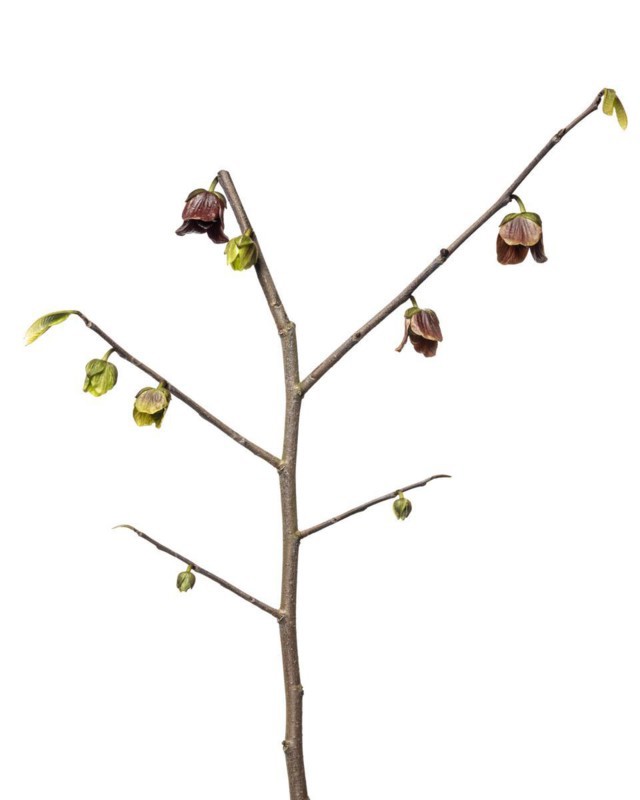 Paw-paw