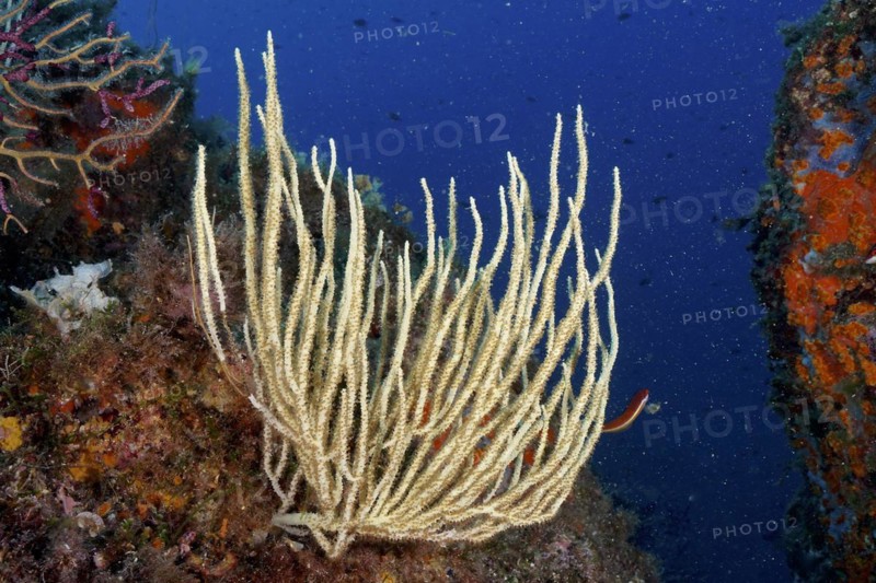 White gorgonian