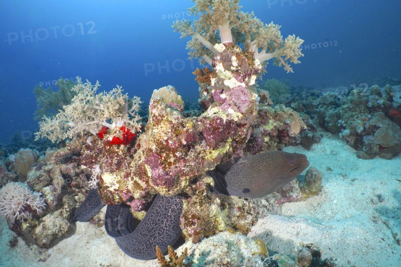 Giant Moray