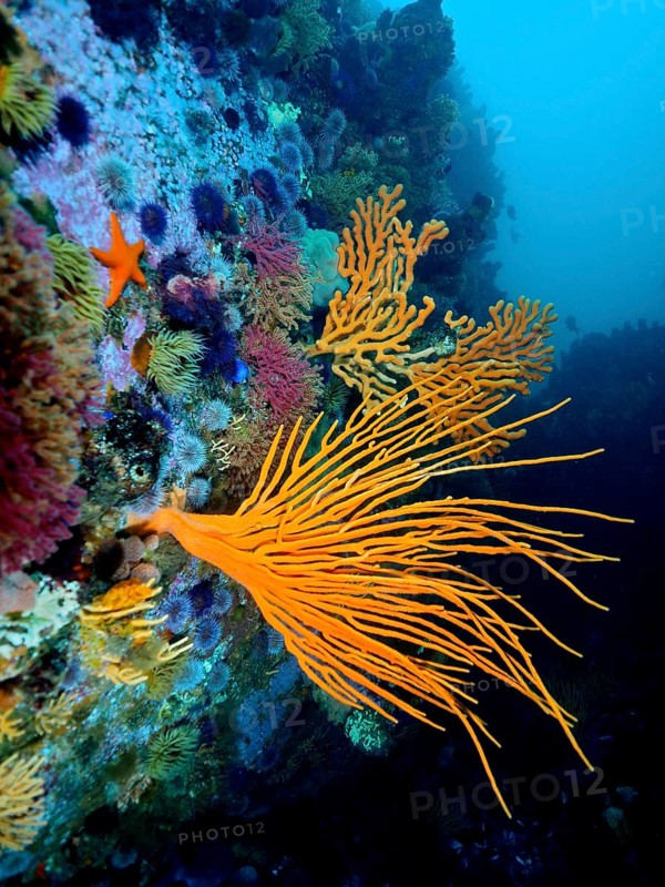 Palmate sea fan