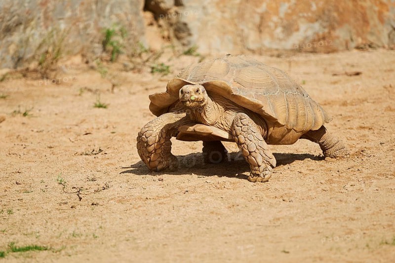 African spurred tortoise