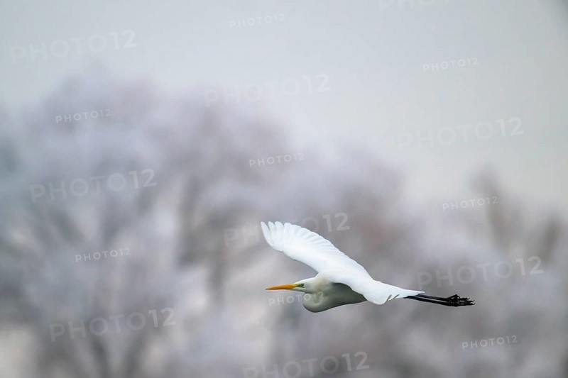 Great egret