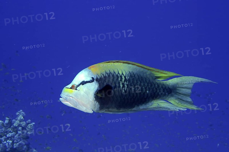 Sling-jaw wrasse