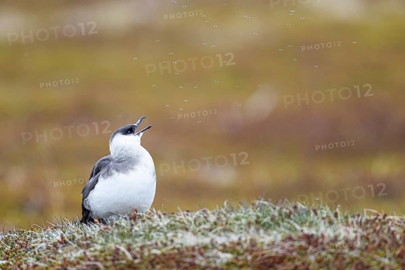 Arctic skua