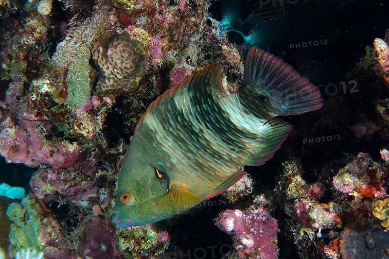 Broomtail wrasse