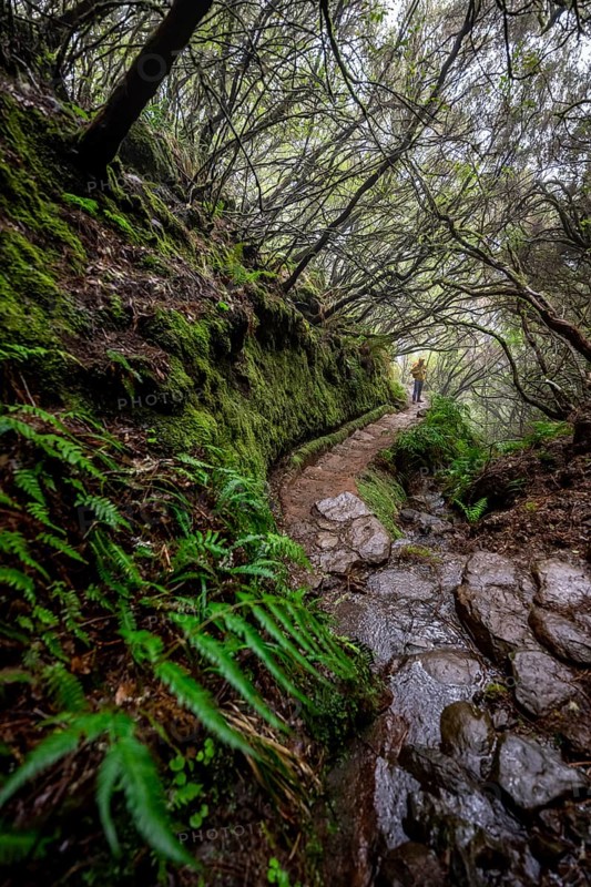 Hiker in dense forest