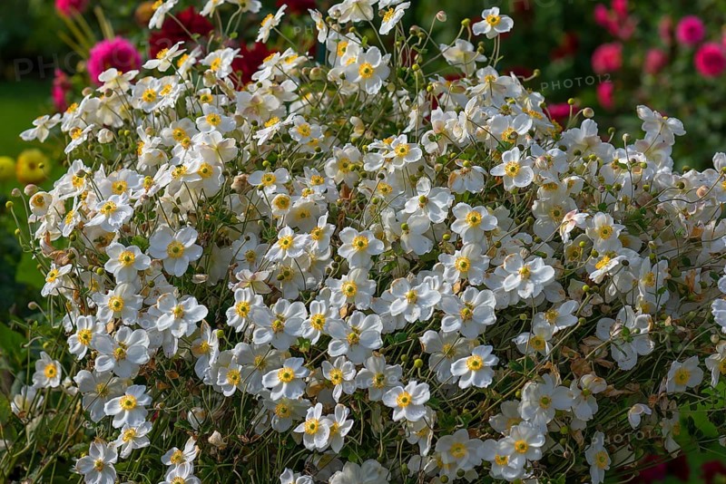 White-flowered chinese anemones