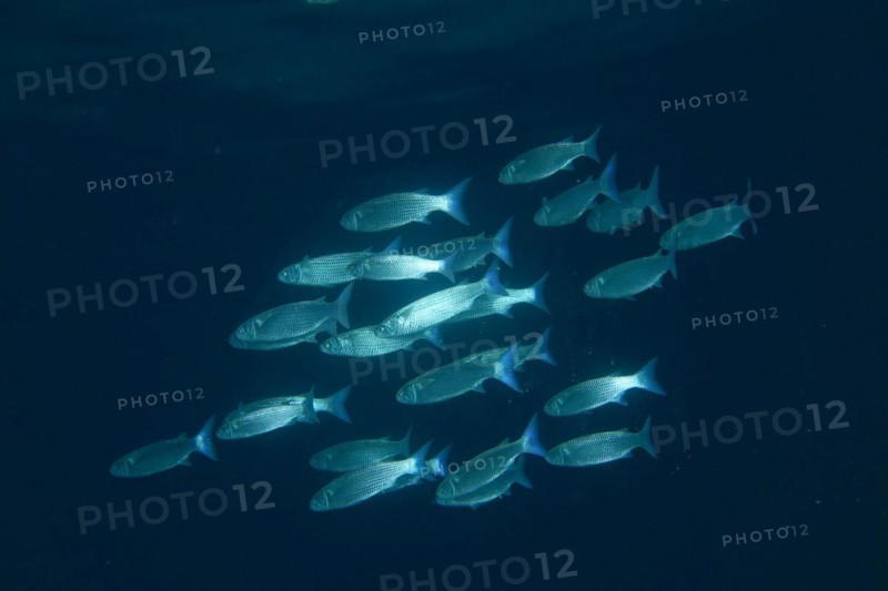 Group of blunt mullet