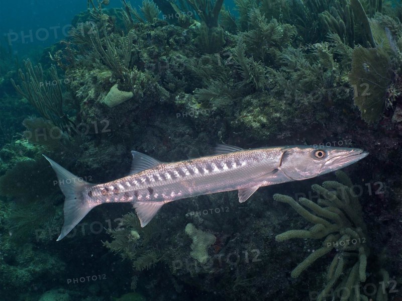 Great barracuda