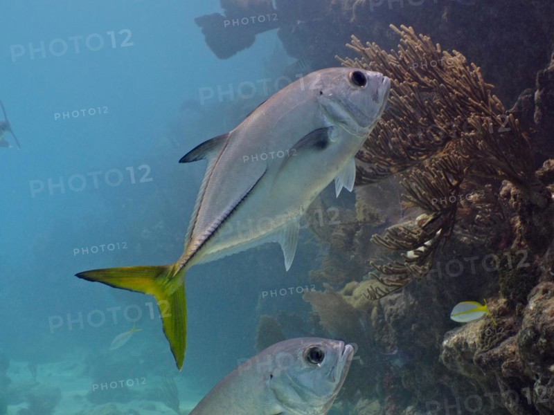 Horse-eye mackerel