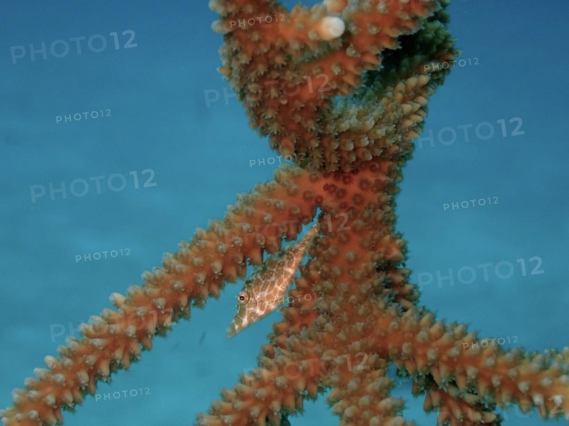 Juvenile slender filefish