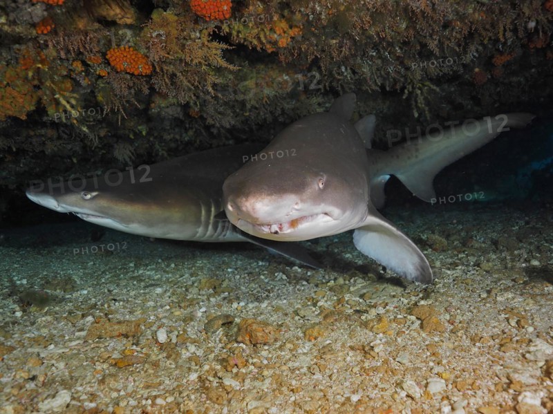 Two sand tiger sharks