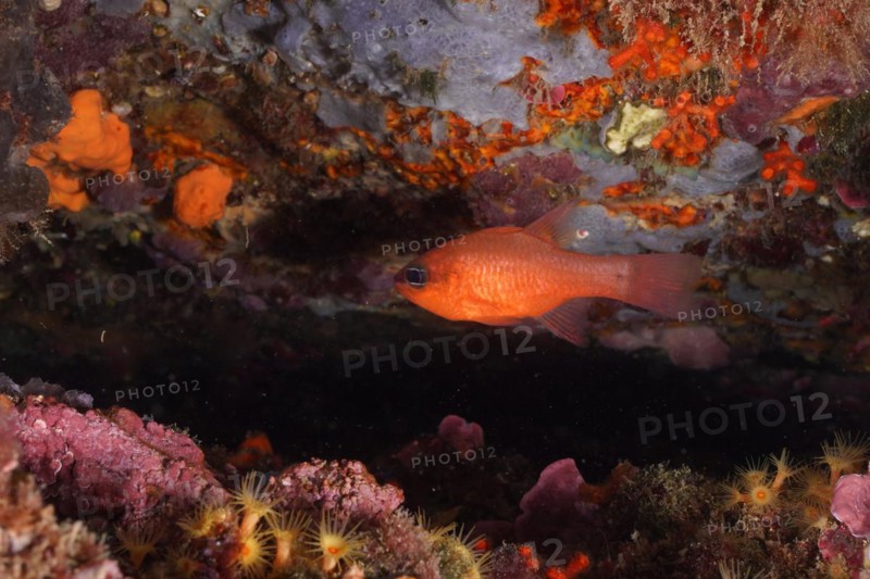 Cardinalfish